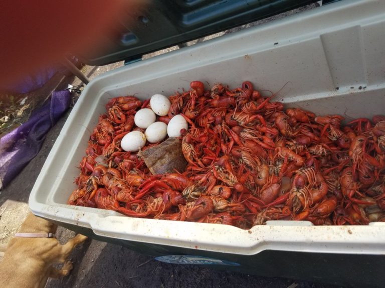 atchafalaya crawfish pearland 2 768x576