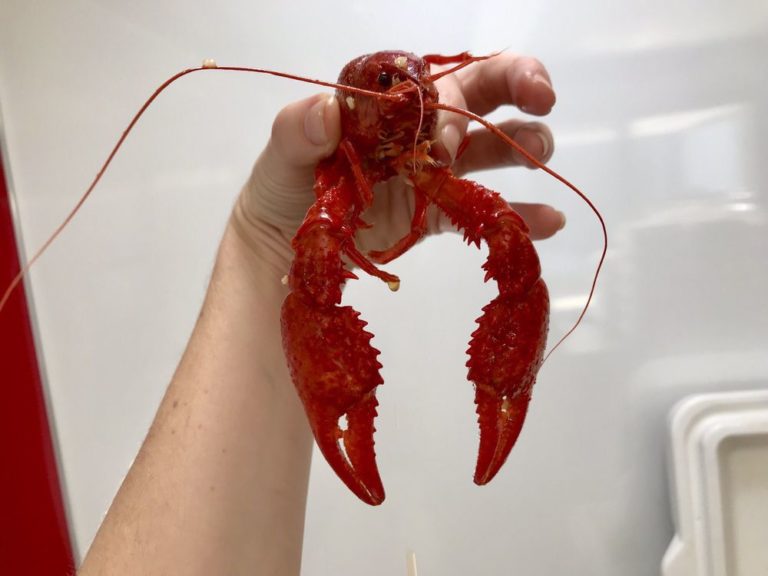 hans crawfish services cypress 768x576