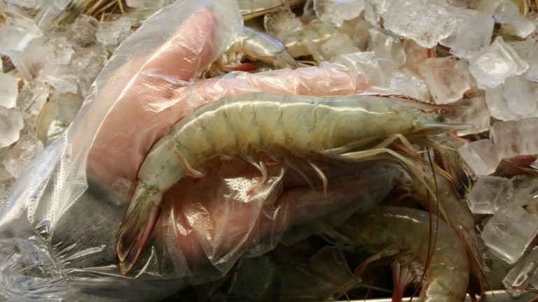 island seafood galveston 2 2 768x432