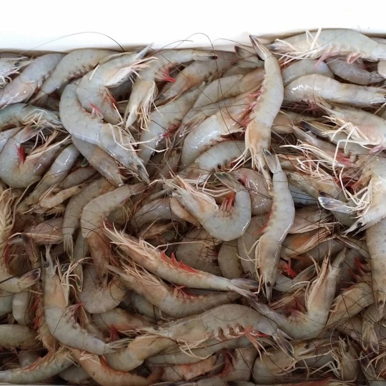 island seafood galveston 2 768x768