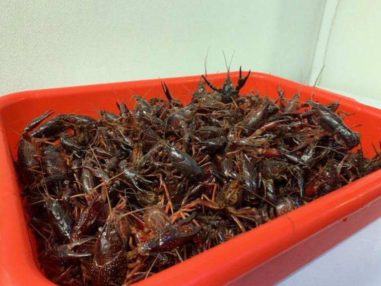 louisiana crab shack austin 3 768x576