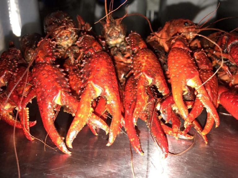 nicks crawfish houston 4 768x576