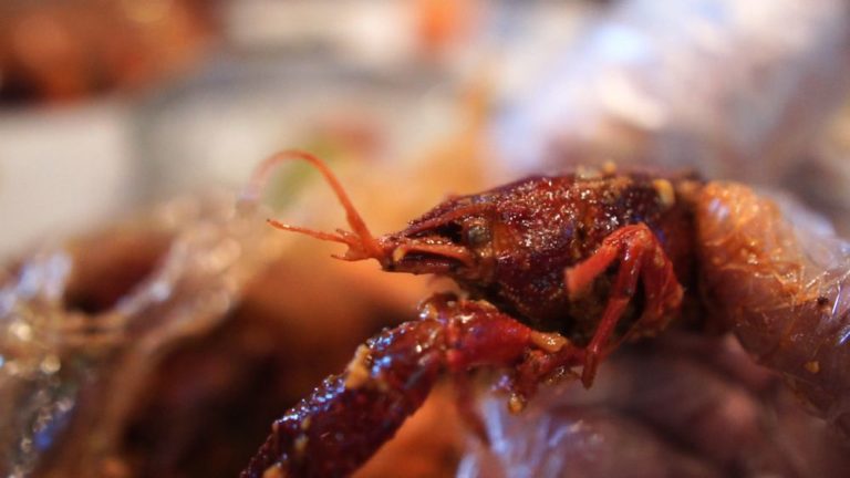 claws cerritos 5 768x432