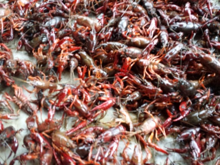 krazy klaws lafayette 768x576