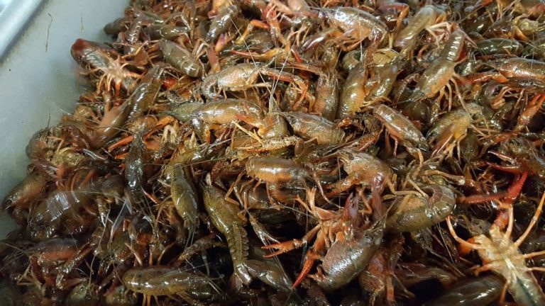 lapalco seafood no 2 gretna 5 768x432